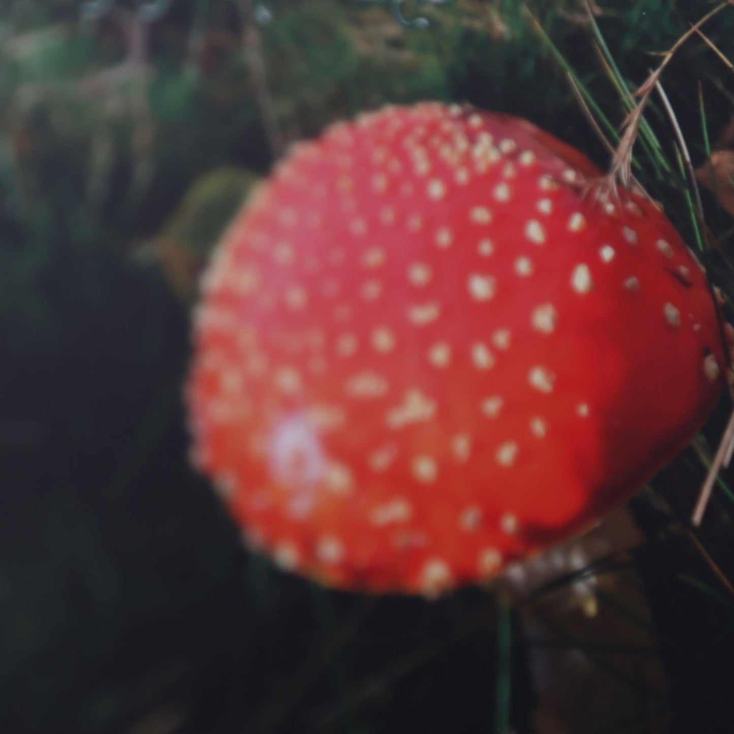 Grimoire Silvanus ISSUE 9